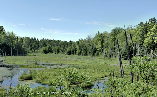 Northwoods Bog