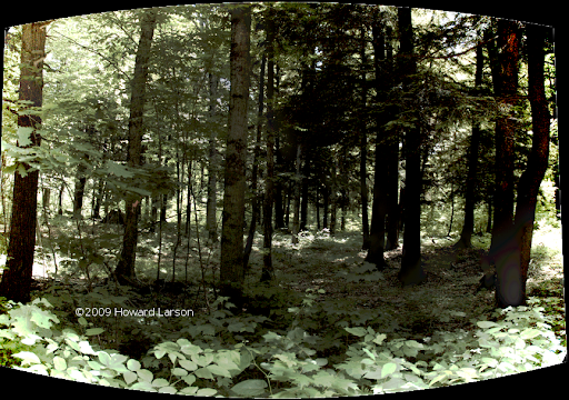 Kidrick Swamp
