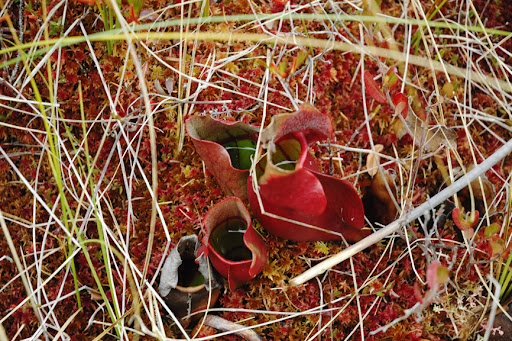 Pitcher Plants