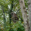 Barred Owl