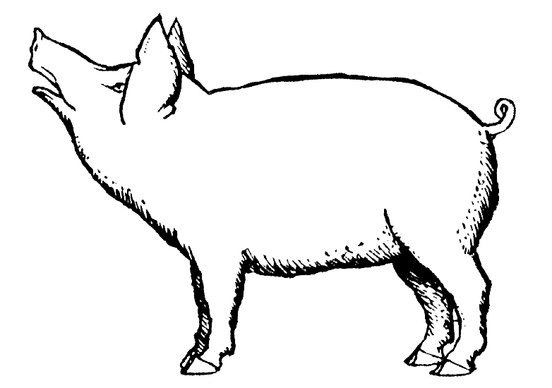 [Pig.png]