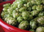 Fresh Hop Brewing - A Wet Hop IPA Recipe
