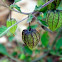 Cape Gooseberry