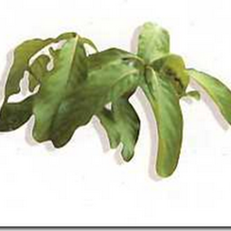 Adem Ati (Litsea glutinosa (Lour.) C.D. Robins.)
