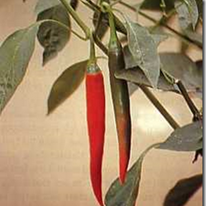 Cabai Merah (Capsicum Annuum L.)