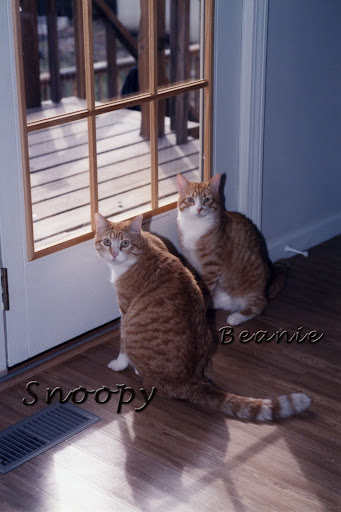 life span of orange tabbies