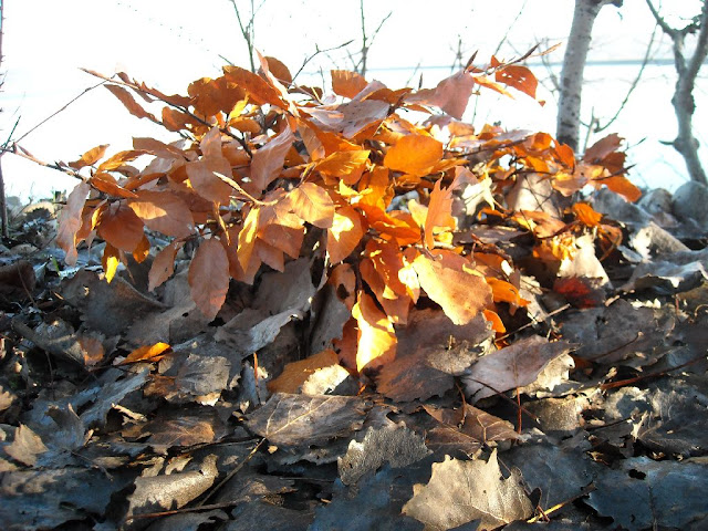 http://lh4.ggpht.com/_1fk34j8W6WU/SxLqrEflkCI/AAAAAAAAAZY/fIM7wZjhtfk/s640/VoluntariatPitesti_MaluVanat%20%282%29.JPG