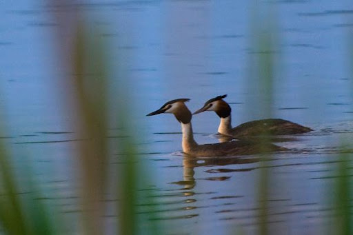 http://lh4.ggpht.com/_1fk34j8W6WU/TDJFeBa9L_I/AAAAAAAABl4/Kg9zt7-I1xg/Corcodei%20mari%20-%20Great%20Crested%20Grebes.jpg
