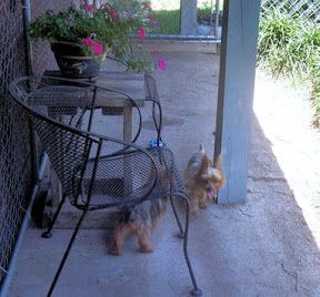 My Yorkie's Run; Bella and Janice My Yorkie's Run; Bella and Janice