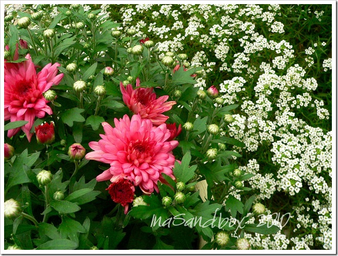 pink mums 9-9 with allisum and logo