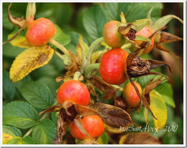 Rose hips with logo