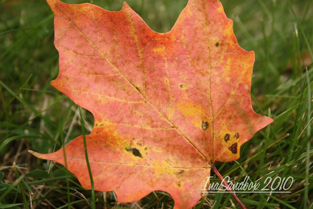 [maple leaf with logo[4].jpg]