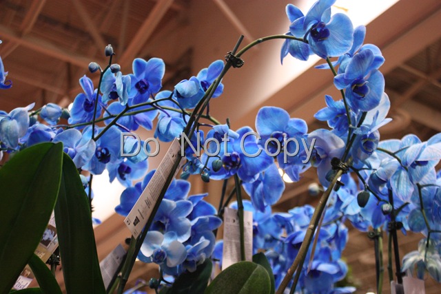 [blue orchids[9].jpg]