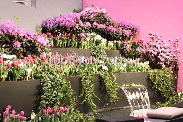 [Jully's pink tulips[15].jpg]