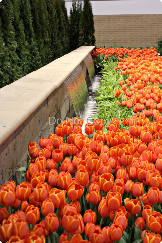 orange-tulips-for-the-web