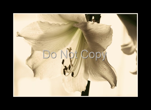 [Framed amaryllis[9].jpg]