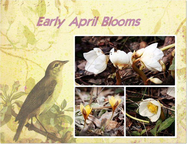 [Early April Blooms on Paper[5].jpg]