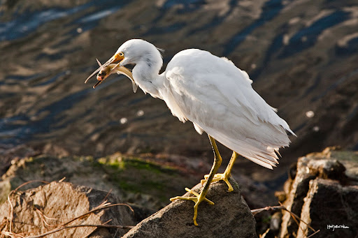 Birds at Bolsa Chica Ecological Reserve