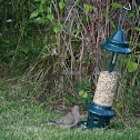 Mourning Dove