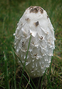 PA080009 PA080009