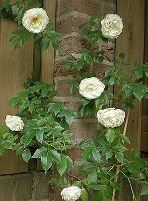 P5180031