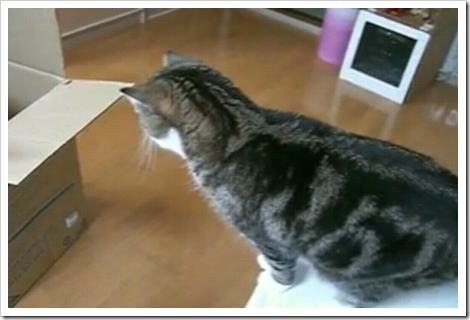 curious_acrobatic_cat