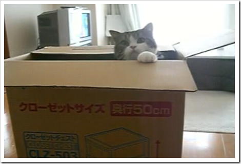 curious_acrobatic_cat_vs_box
