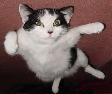 [flying_cat_trick[4].png]