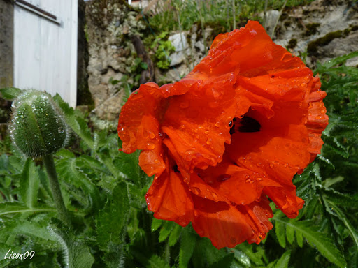 Défi 037 : Proxy-macro de coquelicot Pavot%20sous%20la%20pluie
