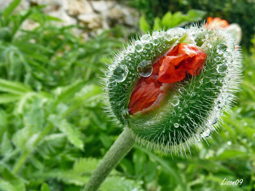 Défi 037 : Proxy-macro de coquelicot Bouton%20pavot
