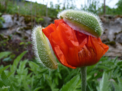 Défi 037 : Proxy-macro de coquelicot Pavot01