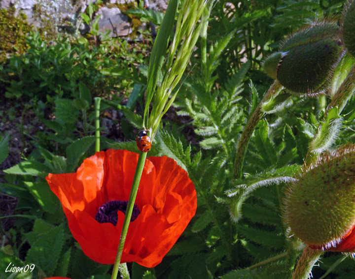 Défi 037 : Proxy-macro de coquelicot La%20belle%20et%20la%20belle