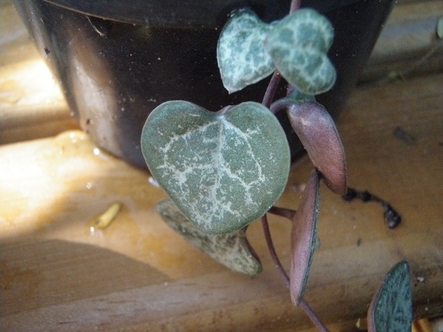 [Plantas1342.jpg]
