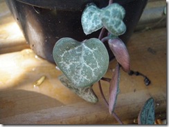 Plantas 134