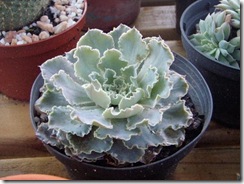 medres_Plantas 100