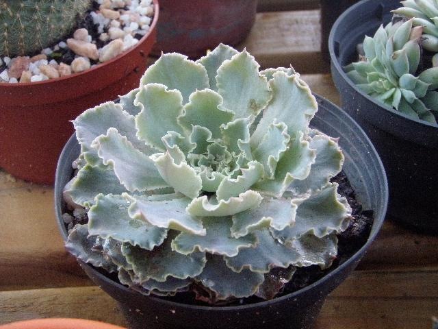 [medres_Plantas1002.jpg]
