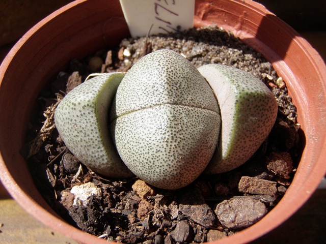 [Plantas1292.jpg]