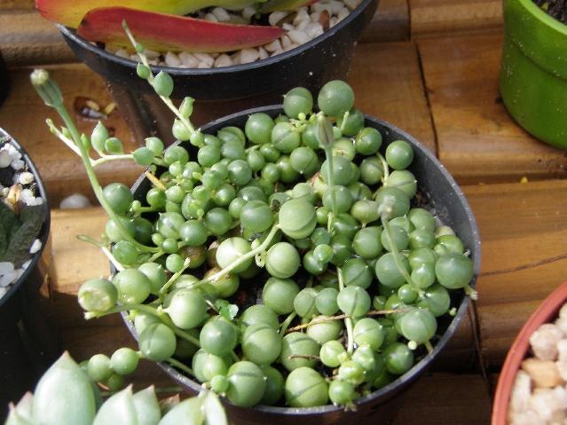[medres_Plantas1545.jpg]