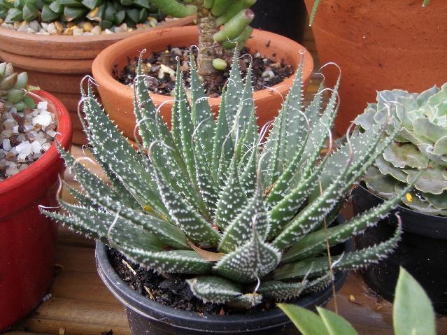 [Aloe aristata[4].jpg]