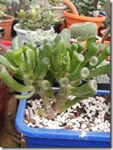 Crassula argentea 'Coral'