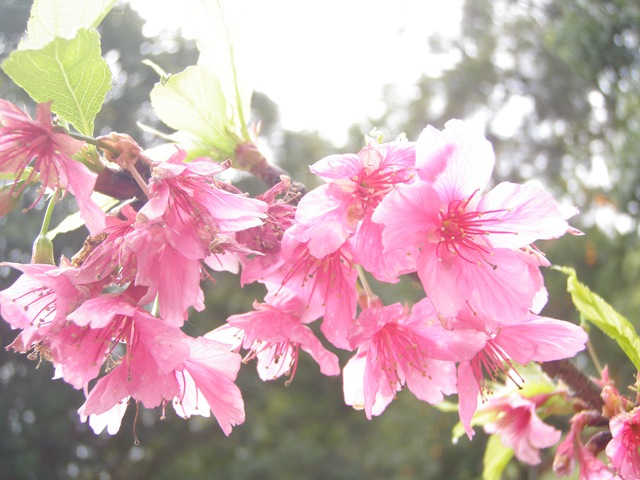 [Plantas2073.jpg]