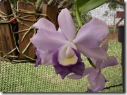 Plantas 222