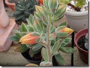 Plantas 204