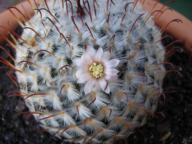 [Plantas 243[2].jpg]