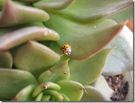 Plantas 319