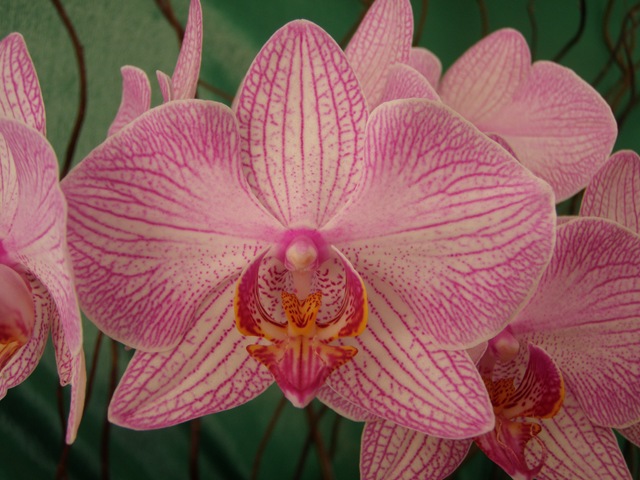 [Expoflora 2009 071[3].jpg]