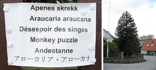 apenes_skrekk3