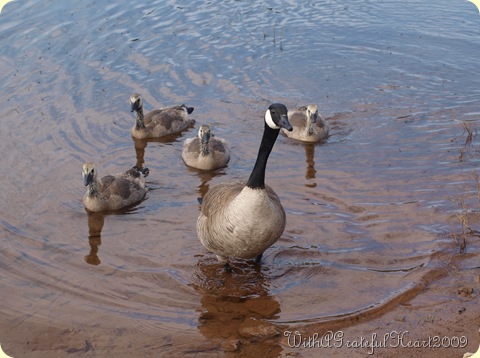 Mamma Goose and Goslings