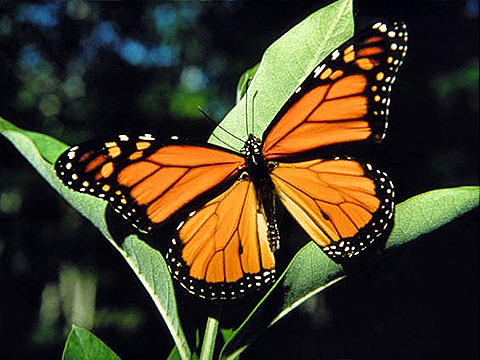 [Monarch Butterfly[8].jpg]