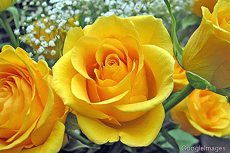 [Yellow Roses[12].jpg]